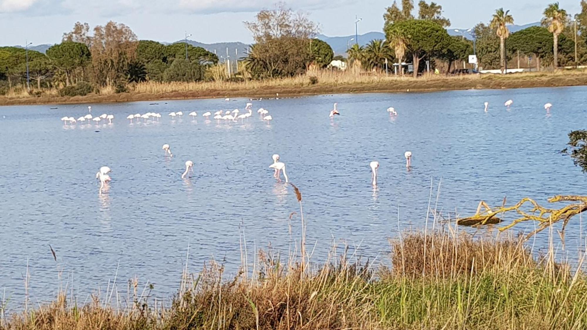 Rez De Jardin T3 Recent Et Calme Au Nouvelles Terres A La Londe Les Maures Leilighet Eksteriør bilde
